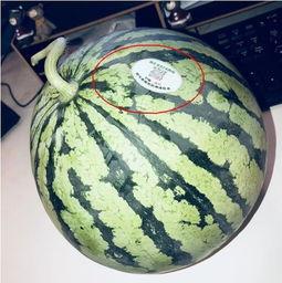 网红吃瓜减肥吗